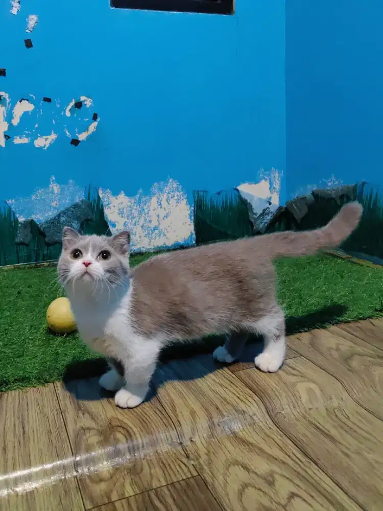 Gaelic Fold Bico Fawn Munchkin BSH Scottish Fold Betina Kitten