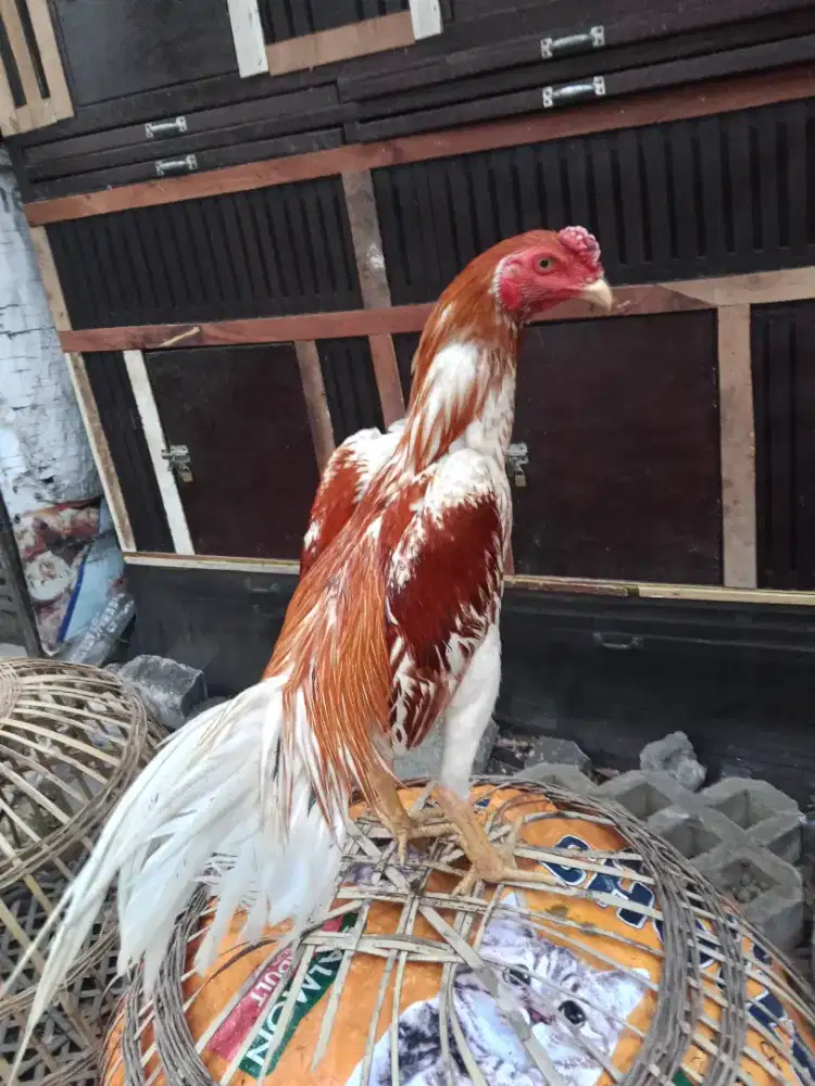 Ayam Bangkok 2D (plucker x pakhoy) RJF