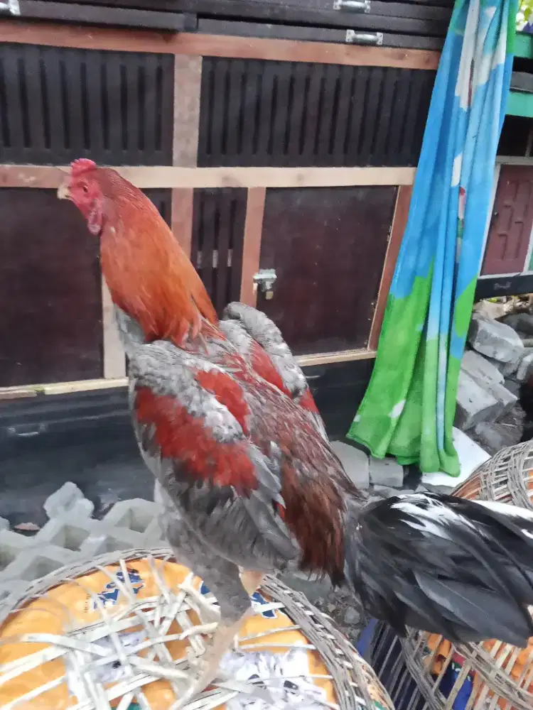 Ayam Bangkok 1D (pakhoy long drumband)