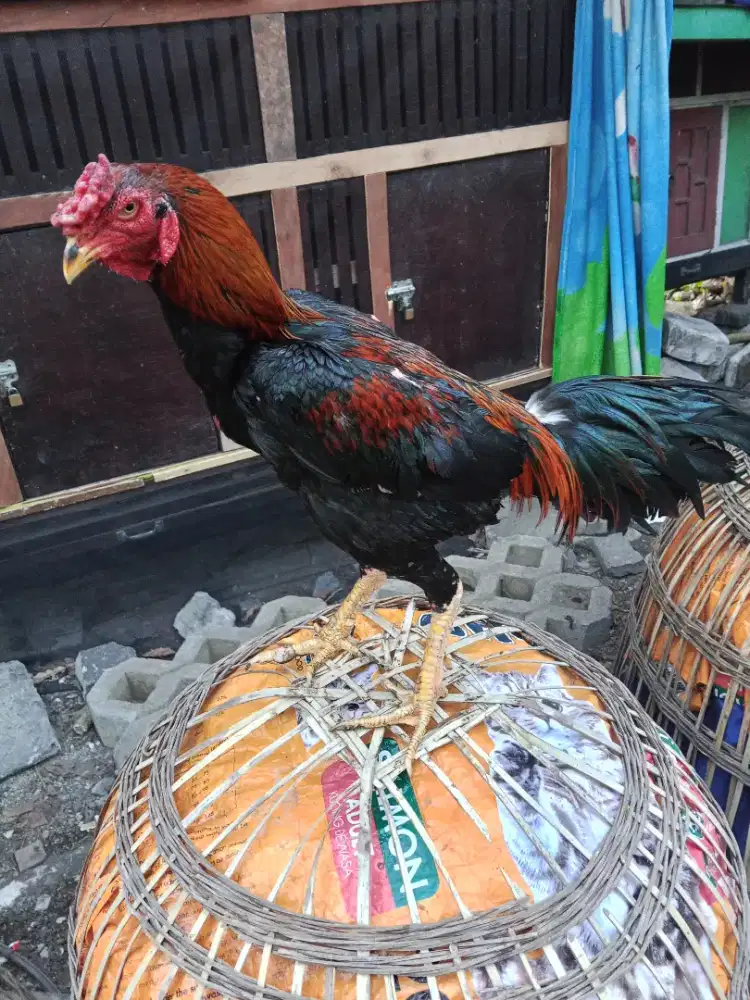 Ayam Bangkok 2D (BK selatan x pakhoy)RJF