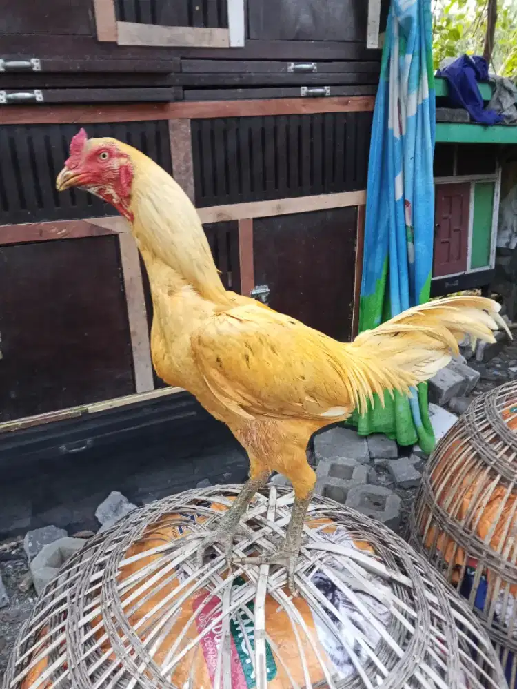 Ayam Bangkok 3D(plucker x bk selatan x Mangon) RJF