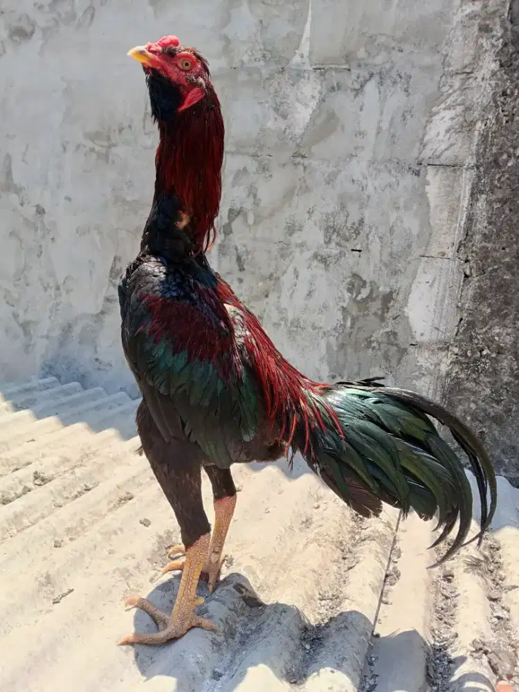 Ayam Bangkok 2D (pakhoy x khoyTRADngon)RJF