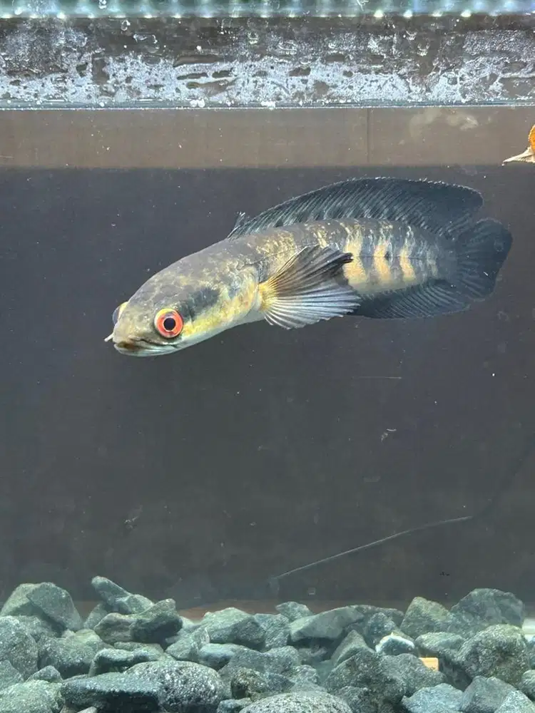Channa Red Barito 22,5cm (Juvenile)