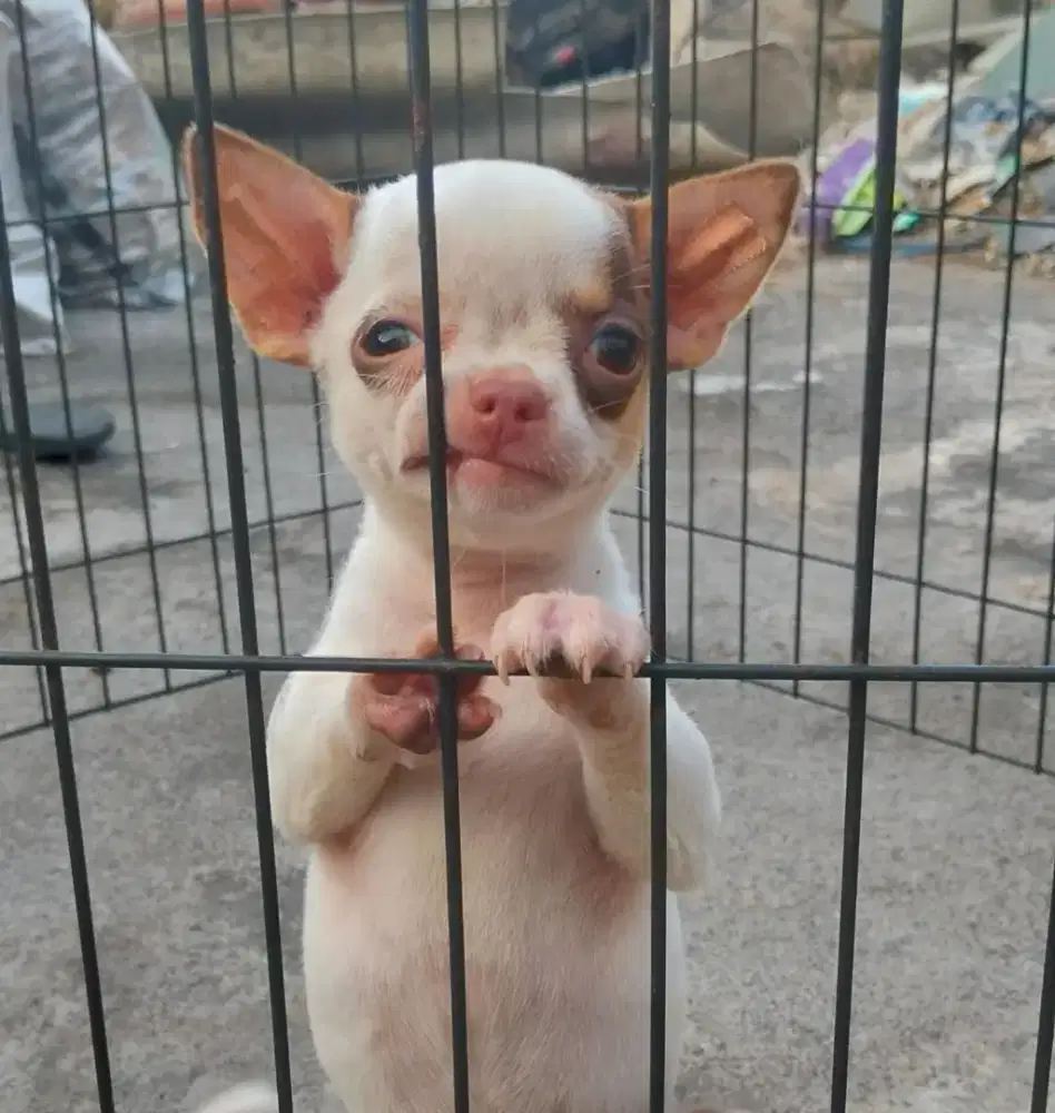 puppies chihuahua