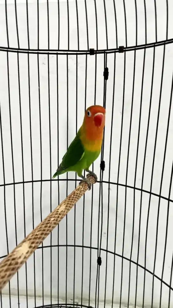 Lovebird balibu josan taiwan