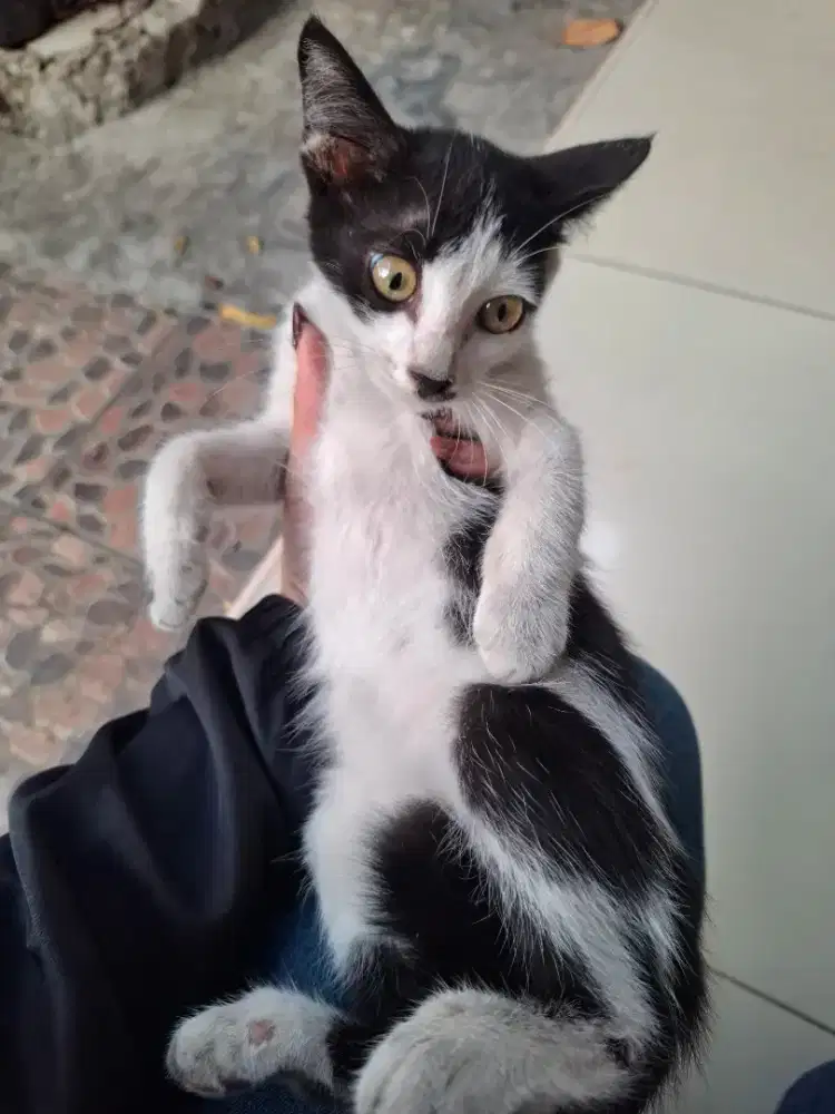 Adopsi Anak Kucing