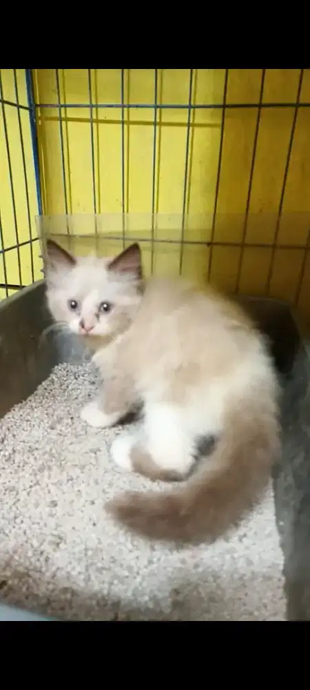 Lepas adopt 2.5jt borong ada 3anabul 2bulan ras midol mix Hima depok