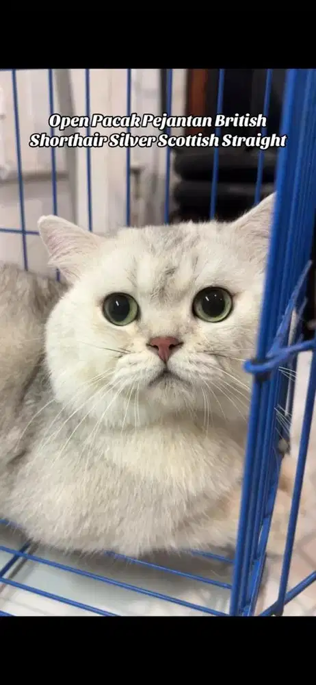 jasa pck (kwn) kucing bsh silver straight
