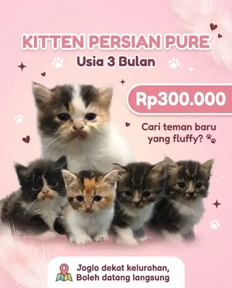 Kitten Persian Terjangkau