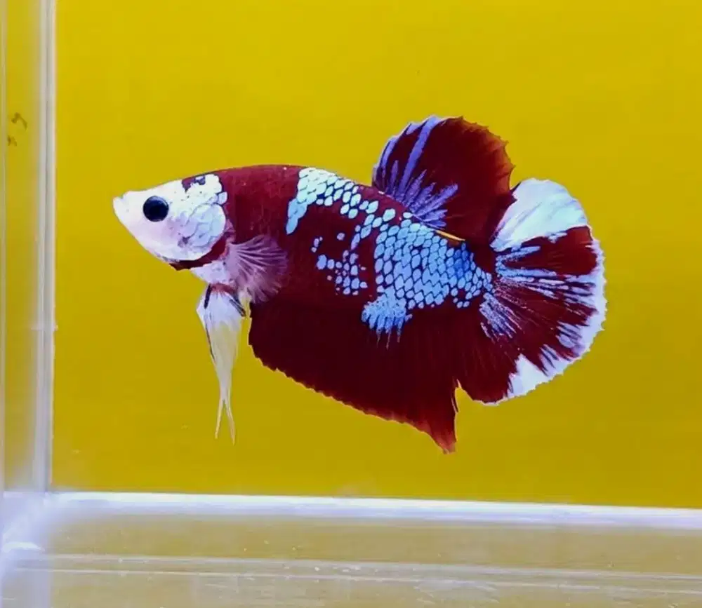 ikan cupang red koi coper
