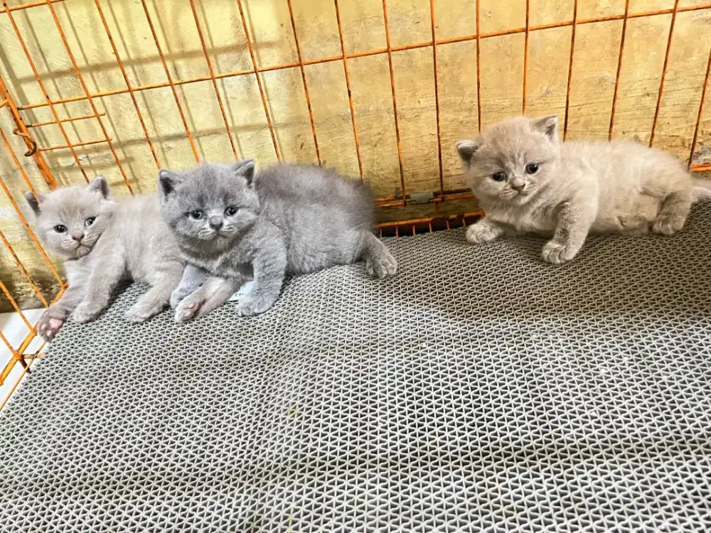 Kucing british shorthair kitten