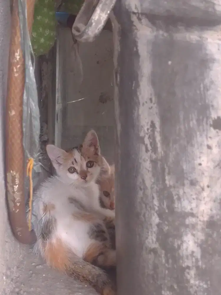 Kitten anggora mixdom