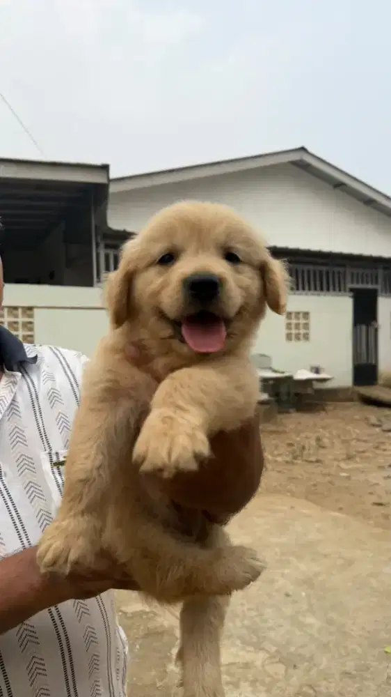 GOLDEN RETRIEVER JANTAN