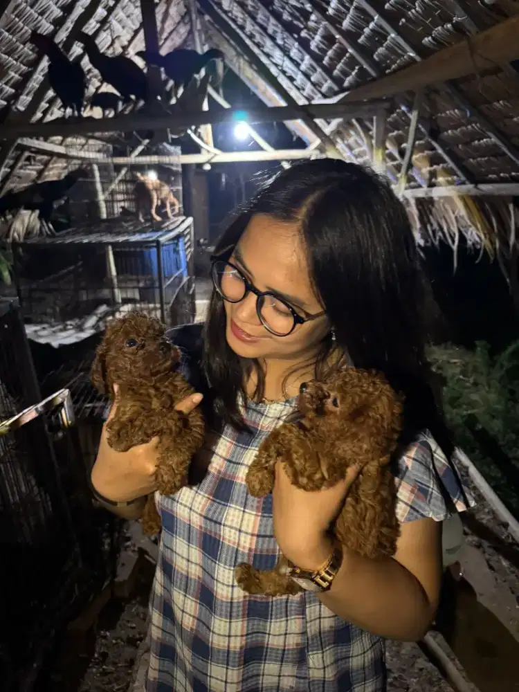RED POODLE SUPER KERITING