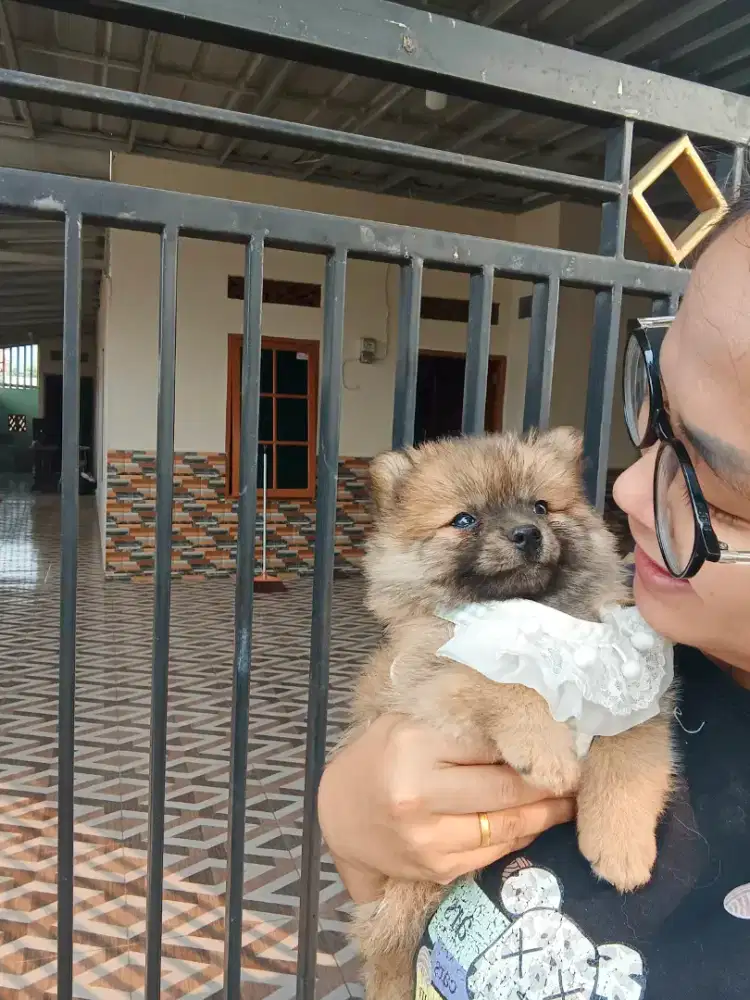 MINIPOM SUPER GLAMOUR JANTAN