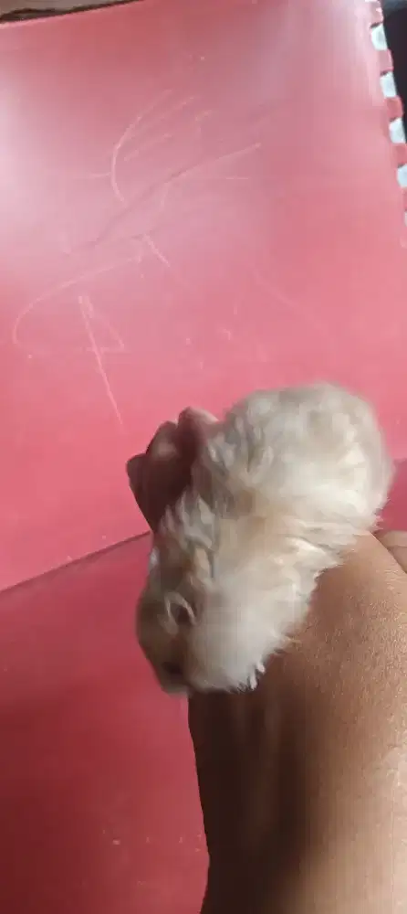 Jual baby hamster syrian bulu lebat
