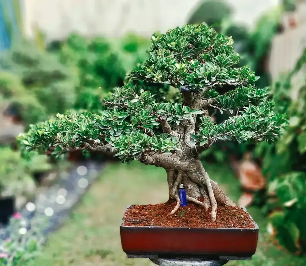 Bonsai Elegan Original