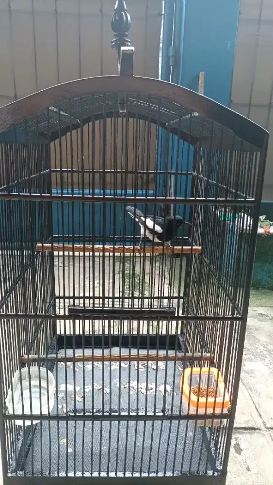 Burung kacer fullset