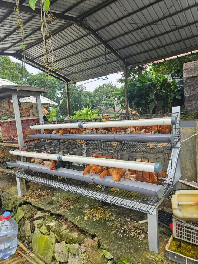 Ayam petelur muda dan tua