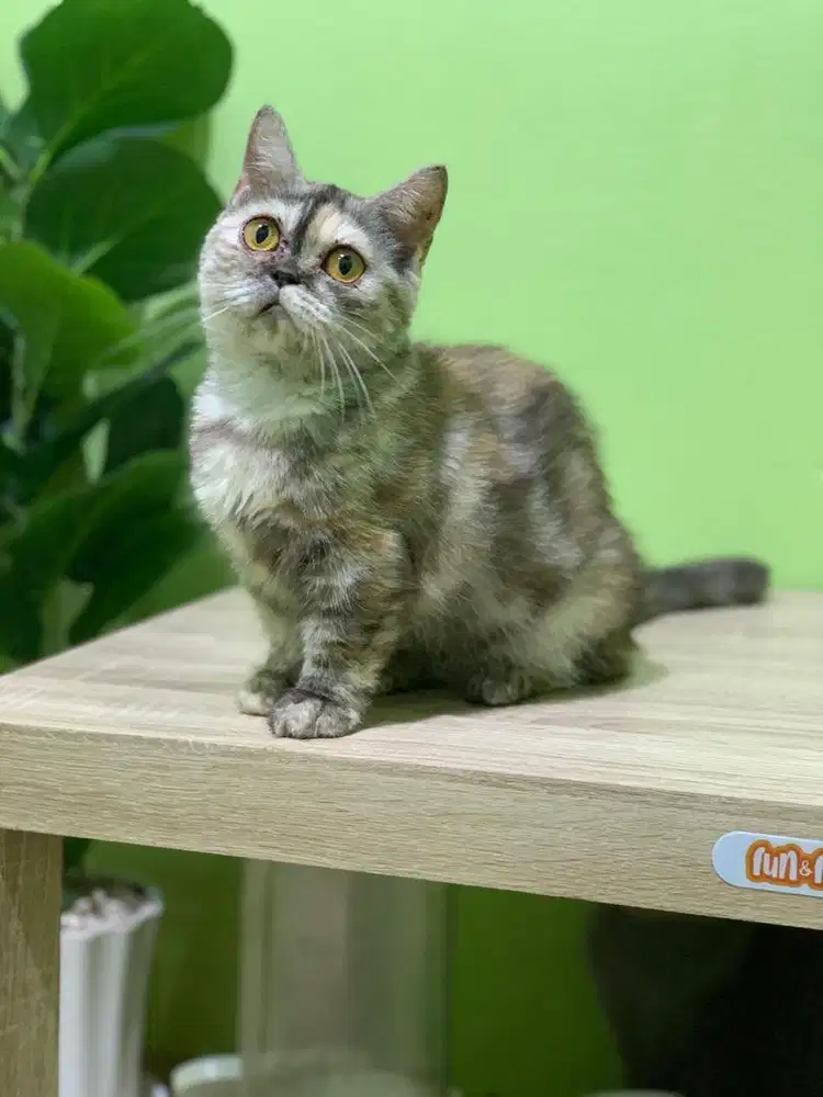 kucing British shorhair bsh cebol munchkin