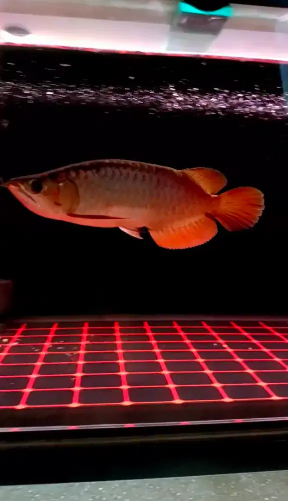 Ikan Arwana Super Red Sb
