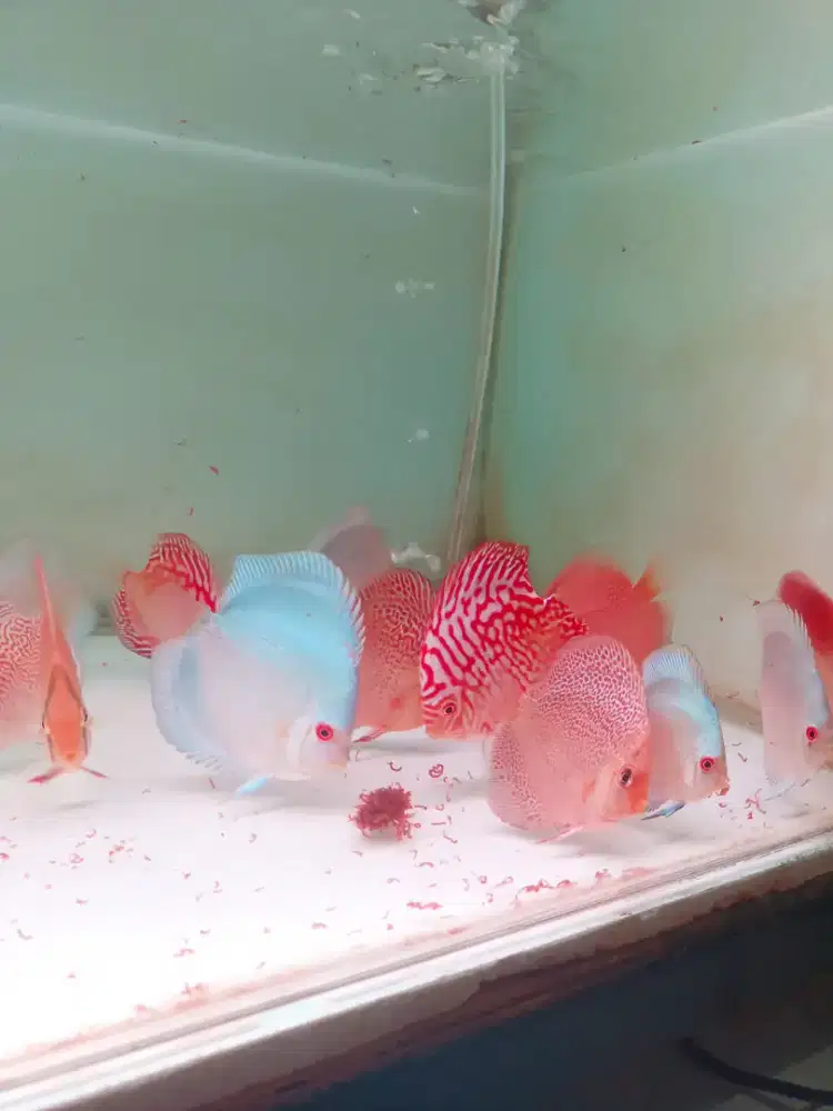 Ikan discus murah