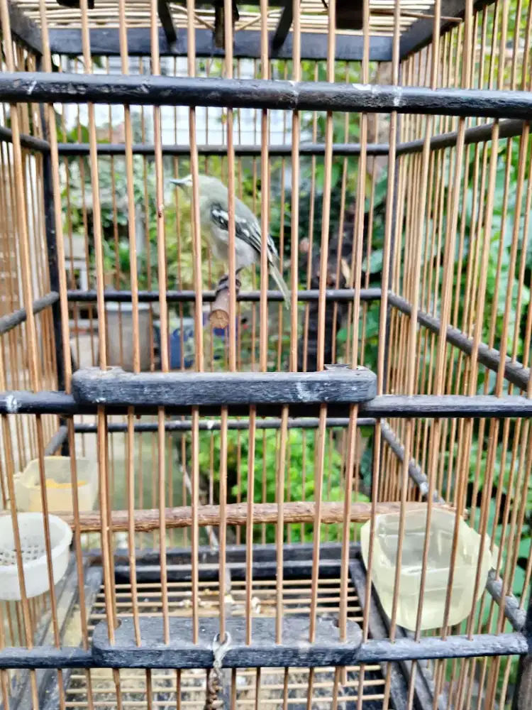 Burung sirtu full sett