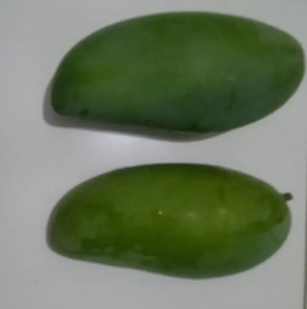 Dijual murah mangga Kiojay/Mangga Thailand