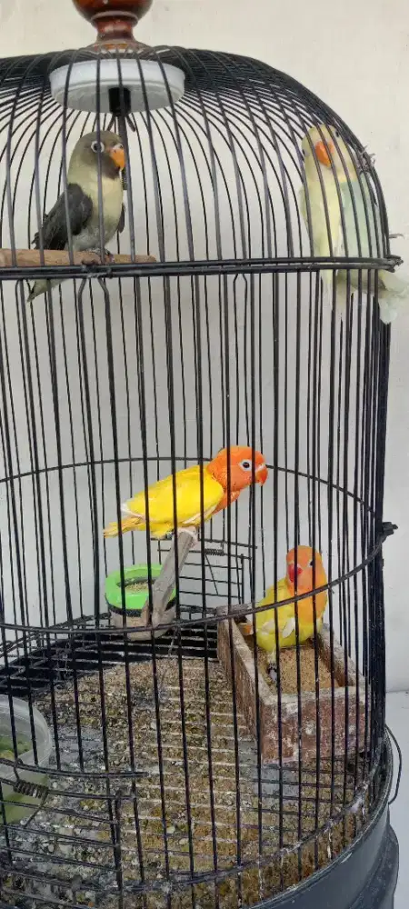 Lovebird anakan