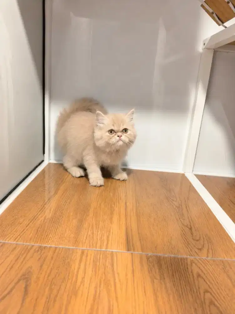 PERSIA FLATNOSE 2BULAN