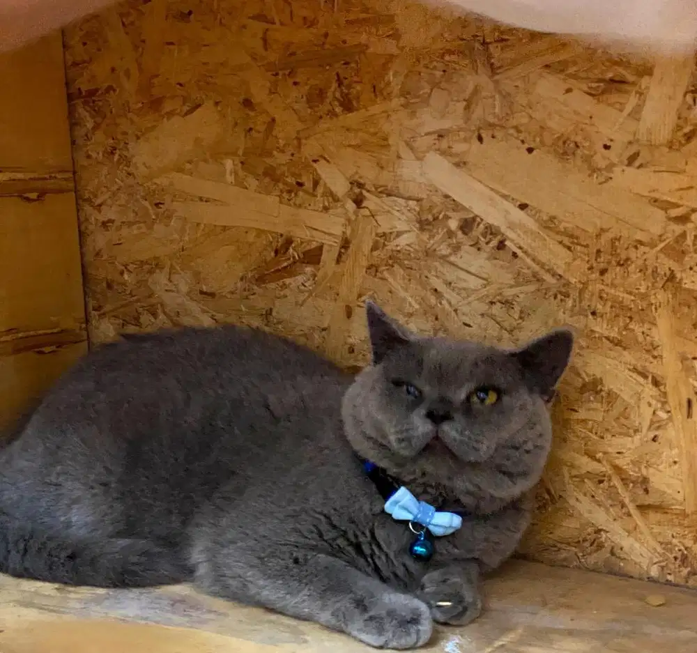 BSH Ped WCF Microchip