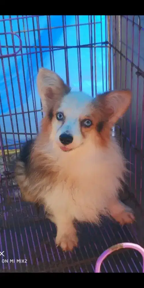 Pejantan Corgi Long Hair
