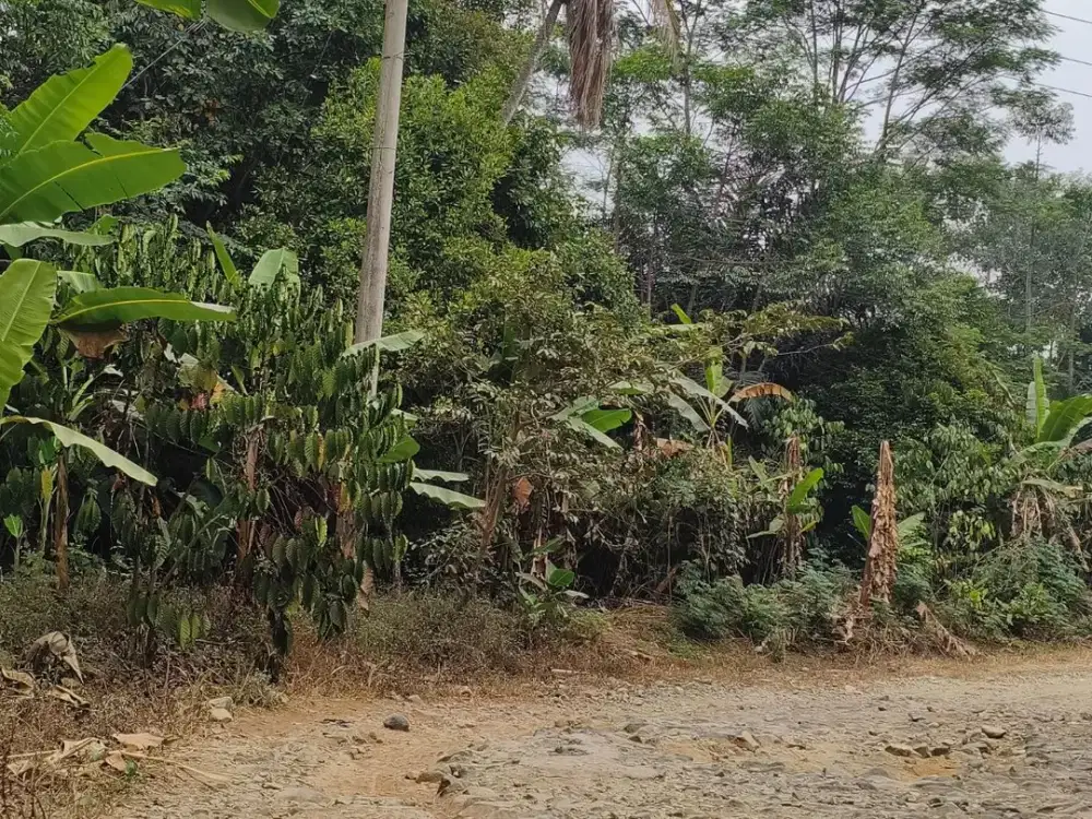 DIJUAL: Lahan Kebun Produktif Rimbun & Alami di Bojong, Purwakarta – Samping Jalan