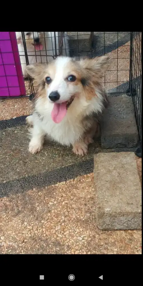 Jual indukan Corgi Long Hair