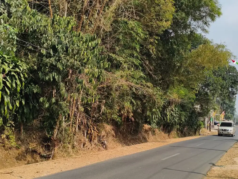 Lahan Kebun Strategis 1.4 Ha Full Datar Pinggir Jalan Aktif, Cocok untuk Villa & Agrowisata