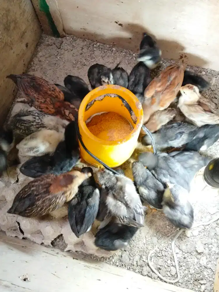 Doc ayam kampung asli