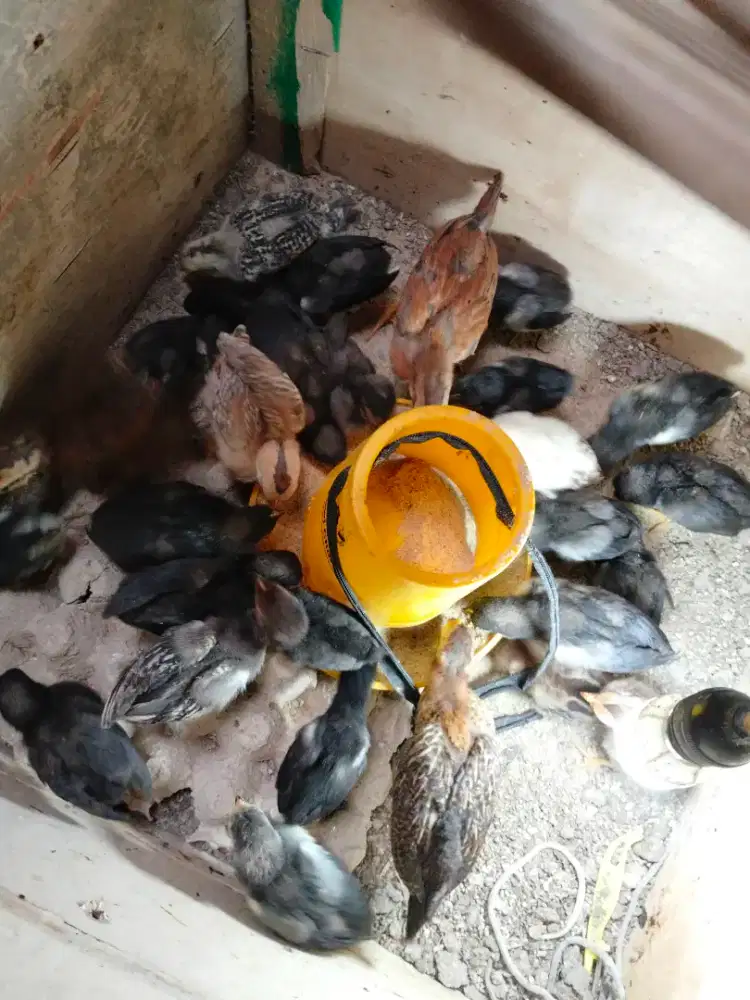 Ayam kampung DOC