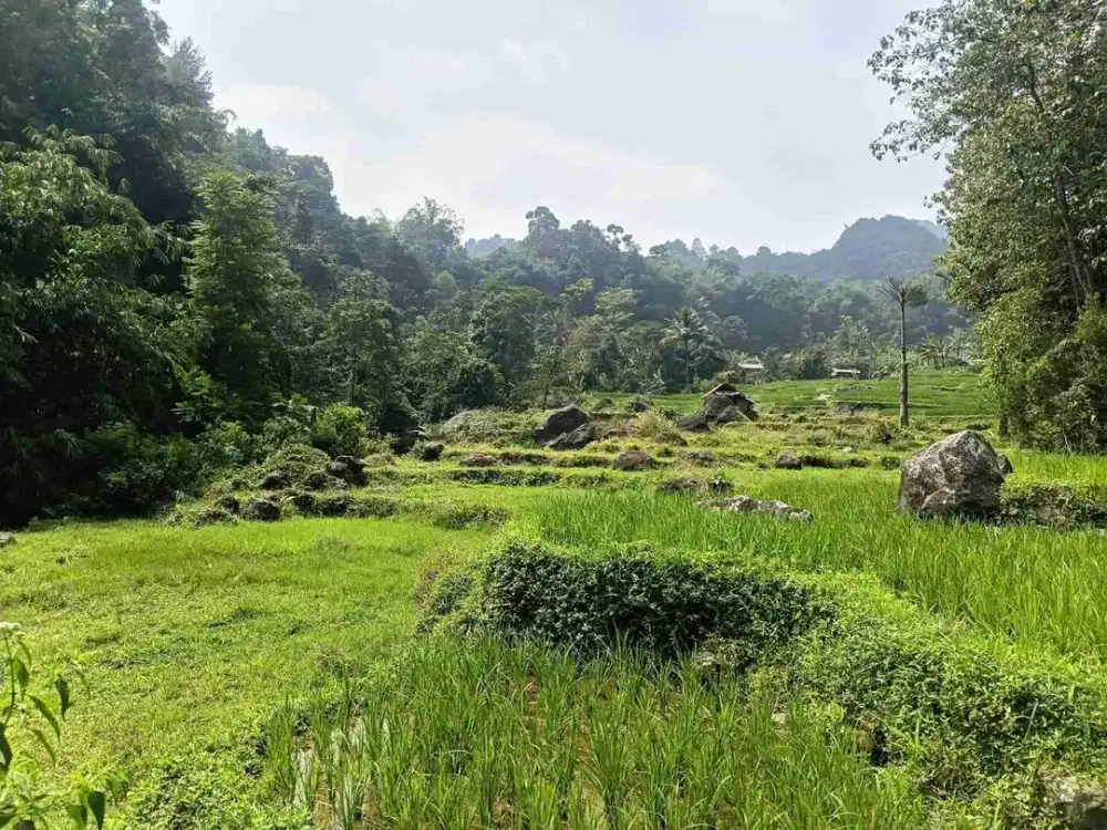 di jual tanah sawah produktif ada akses mobil di ciasmara pamijahan  bogor