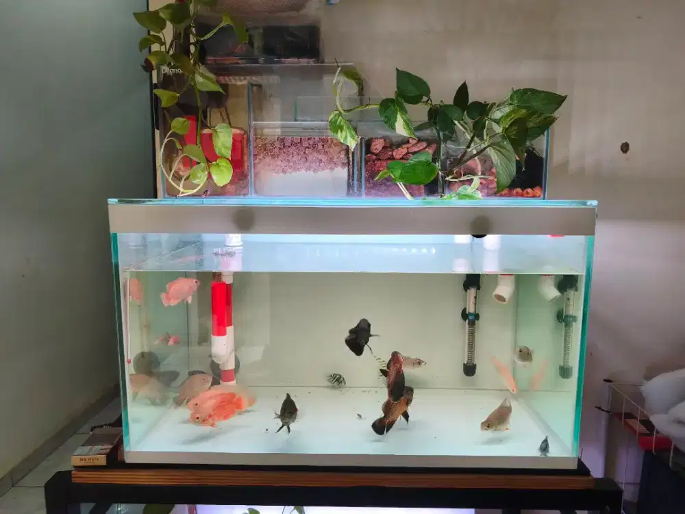 Fullset Aquarium Bekas