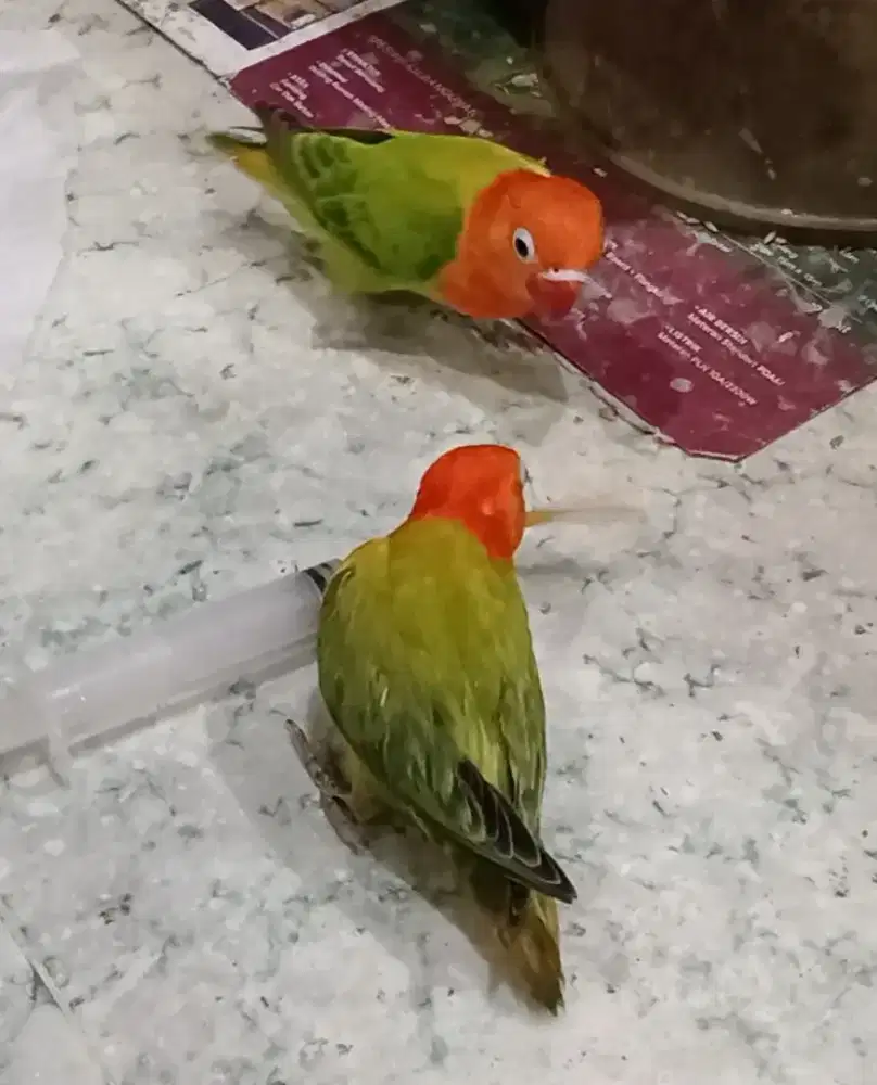 Burung lovebird