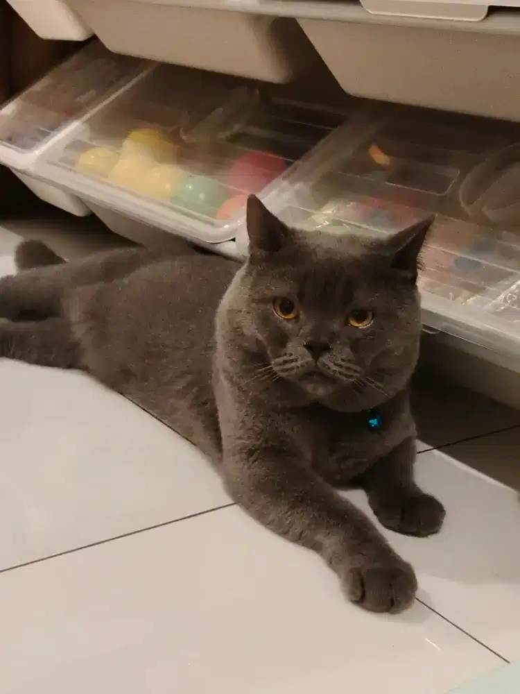 Bsh jantan non pedi