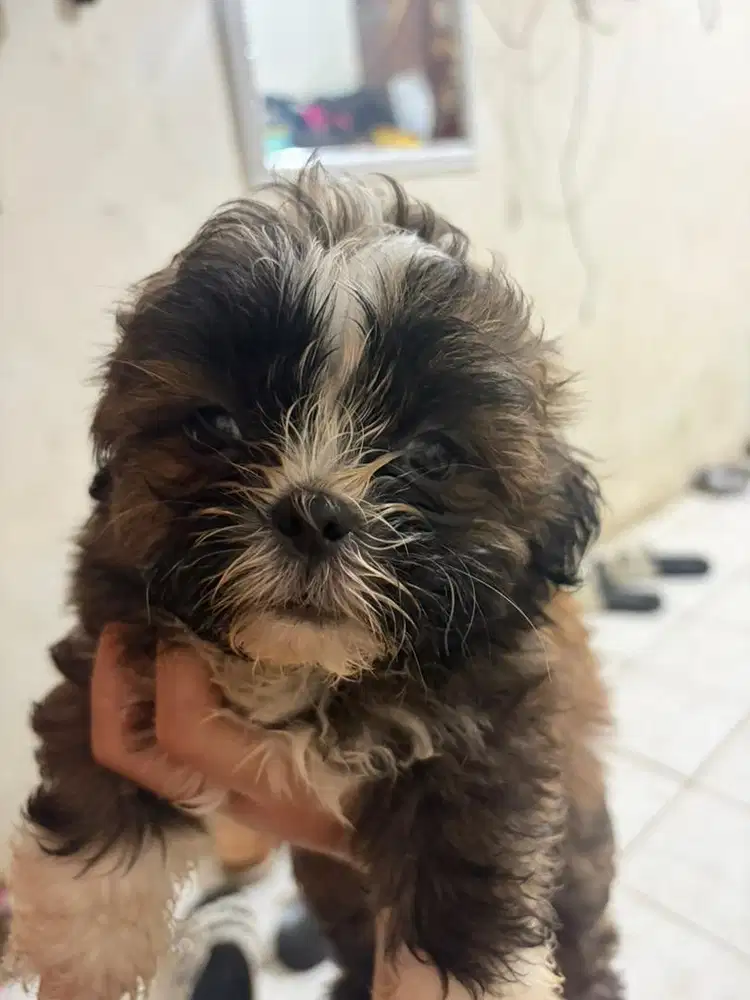 OPEN ADOPT SHIPOO