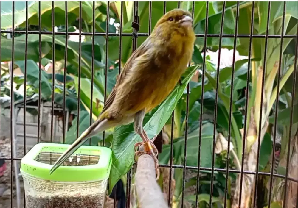 Burung kenari AFS big gacor
