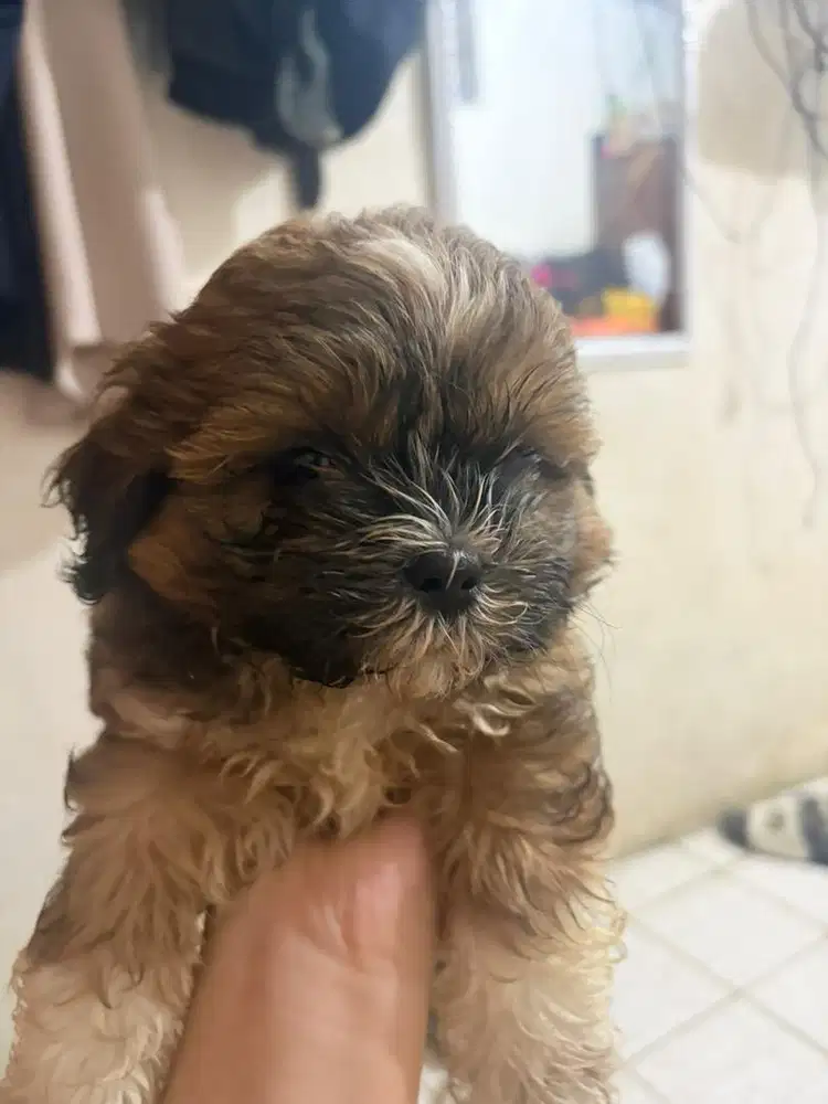 OPEN ADOPT SHIPOO