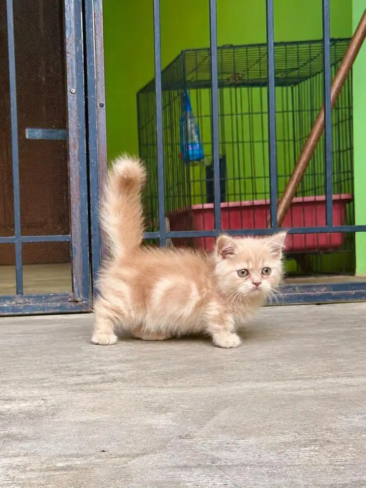 kucing munchkin