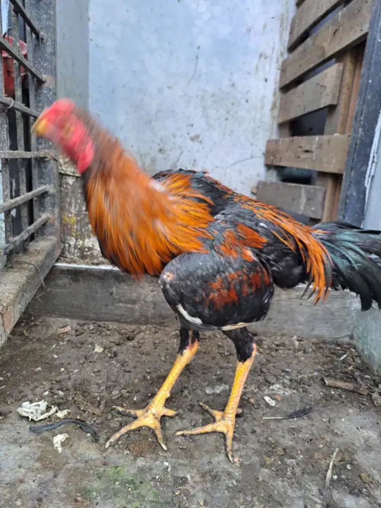 Ayam siam turunan pama.n pakhoi
