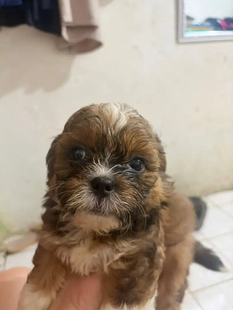 OPEN ADOPT SHIPOO