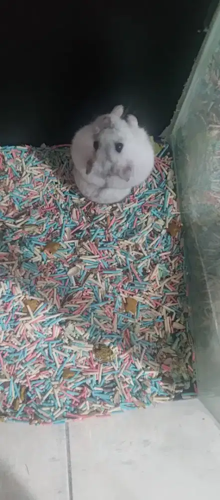 Hamster winter white (random)
