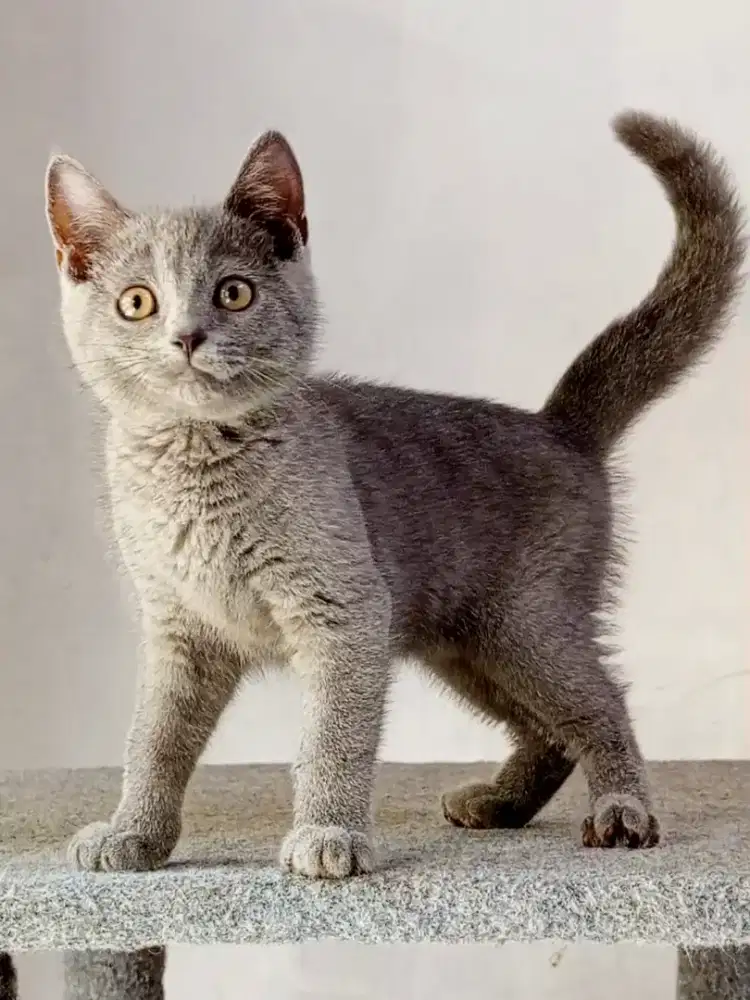 Kitten BSH blue solid