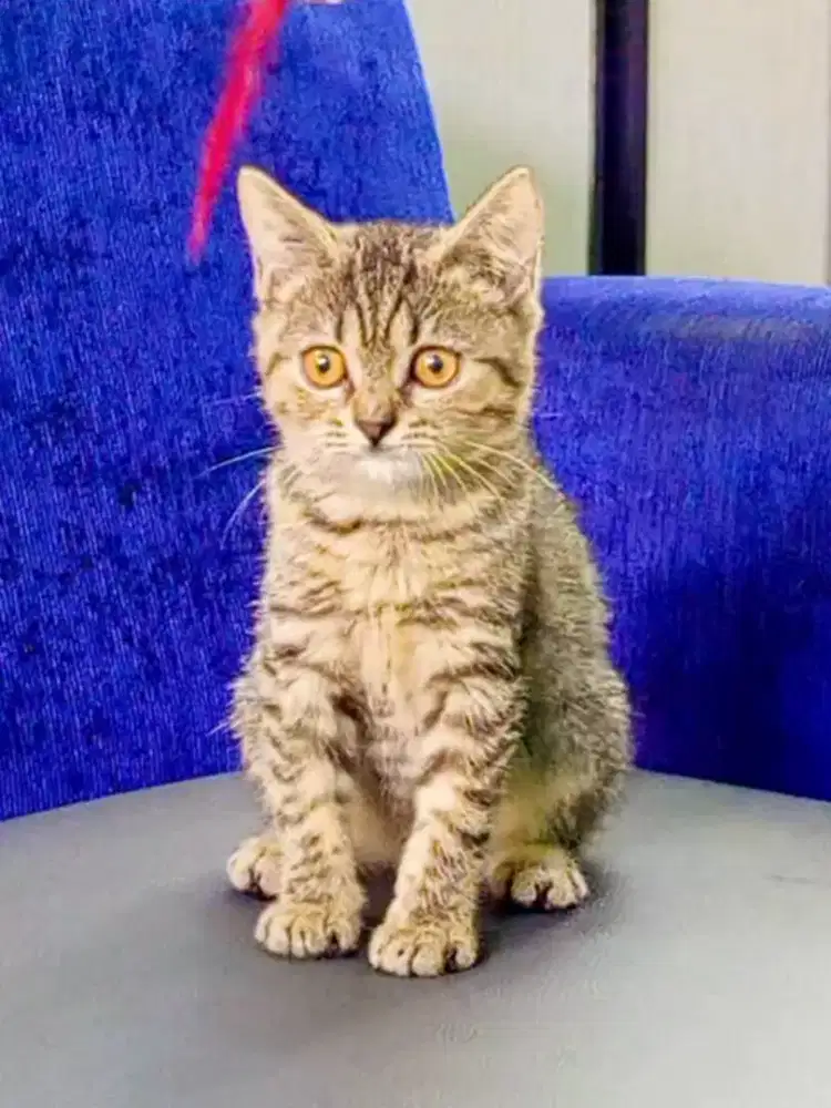 Kitten BSH Golden black tabby